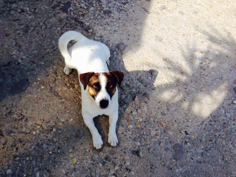 Accoppiamento jack russel