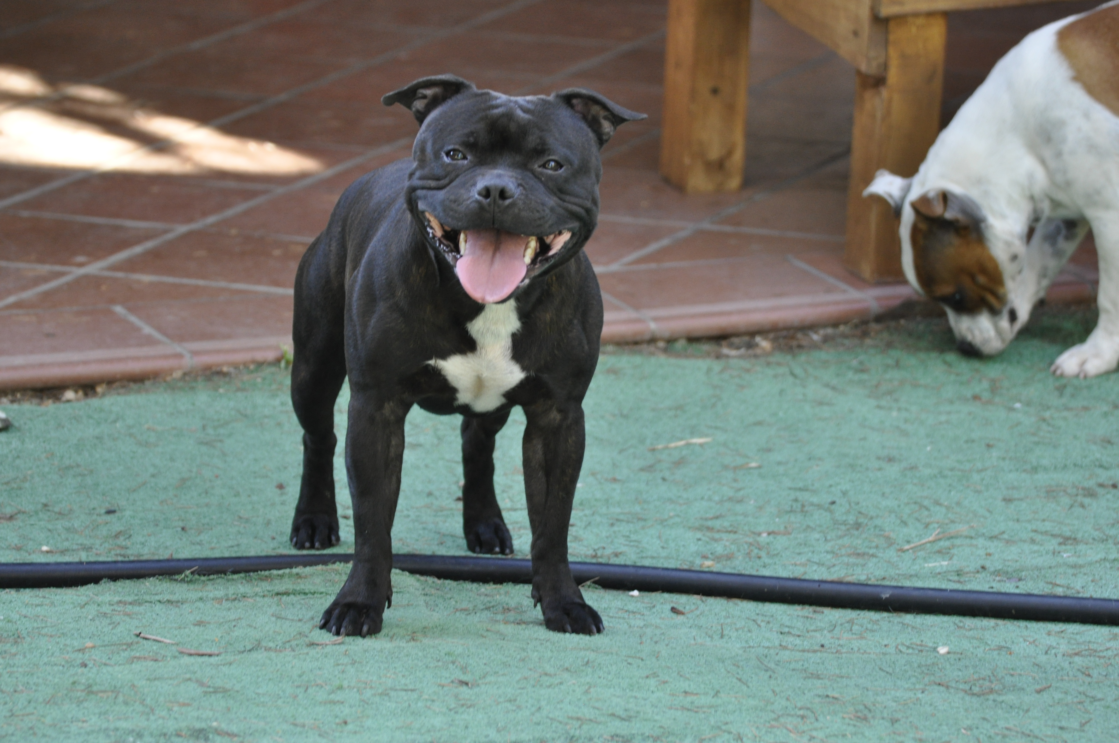 Staffordshirebullterrier