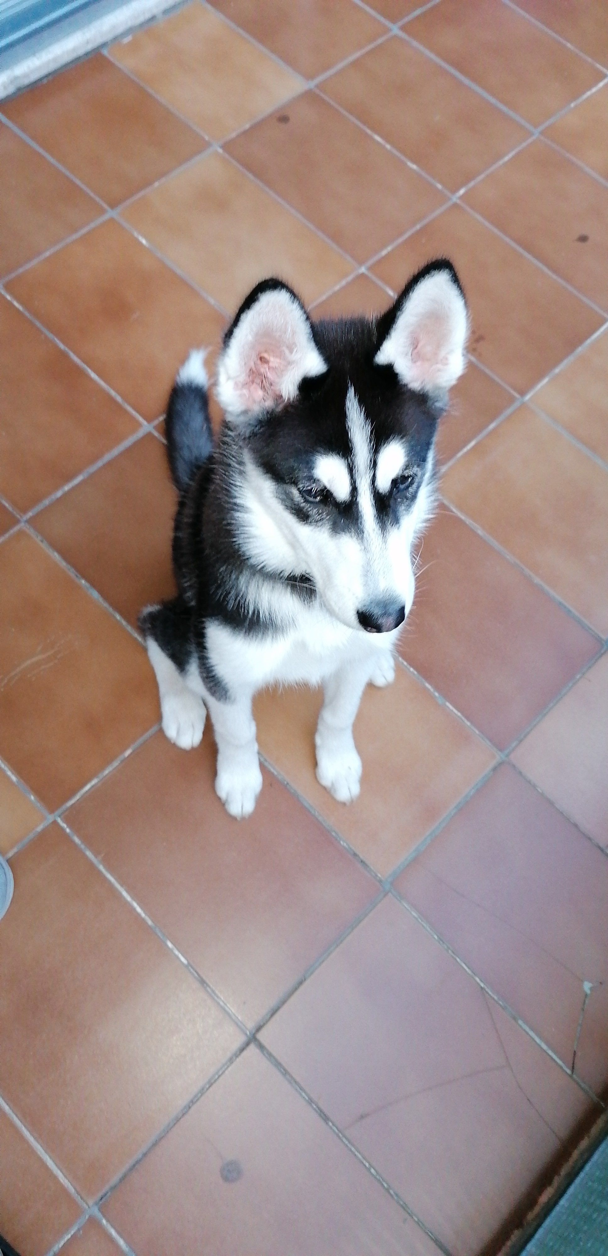 Vendo husky siberiano