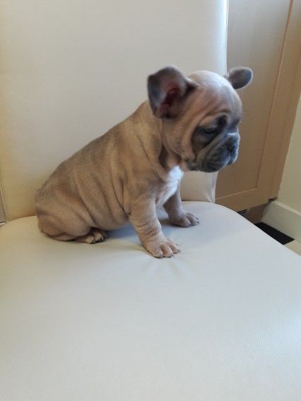 Cucciolo di Bouledogue Francese